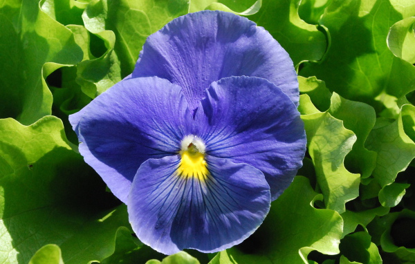 Красивый голубой цветок анютины глазки