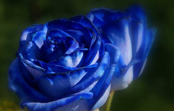 Красивые синие розы на фоне зелени