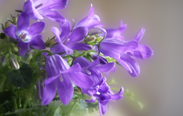 Красивые колокольчики