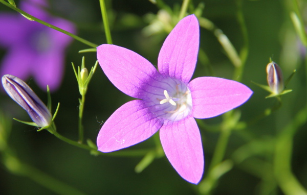 Красивые колокольчики на дачном участке