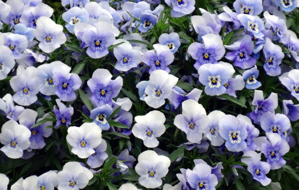 Красивый букет бело-голубых цветов анютины глазки