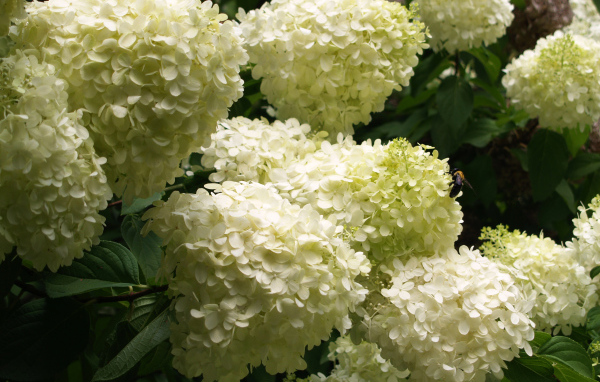 Красивые букет цветов гортензия 