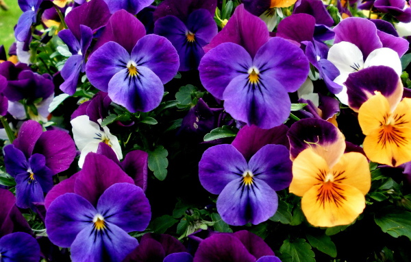 Прекрасный букет цветов анютины глазки