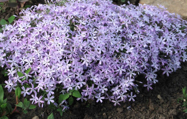 Красивый букет цветов флокс