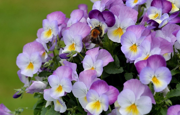 Красивые букет цветов виола (фиалка,анютины глазки)