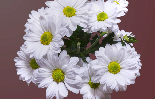 Красивый букет белая хризантема
