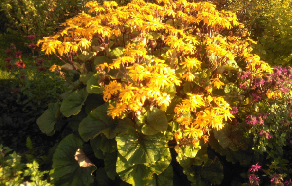 Красивый бузульник на дачном участке