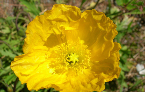 Красивый бузульник на клумбе в саду