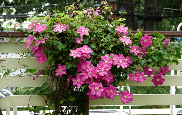 Красивый клематис в саду