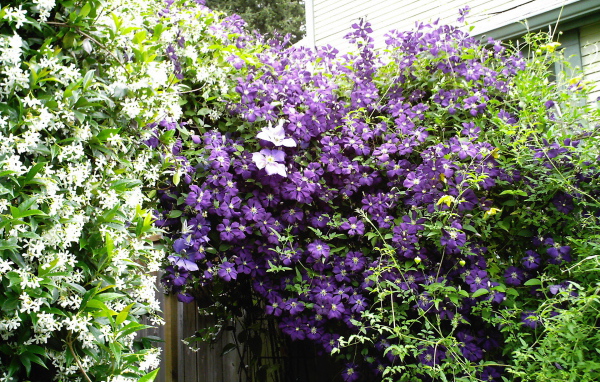 Красивый клематис на дачном участке