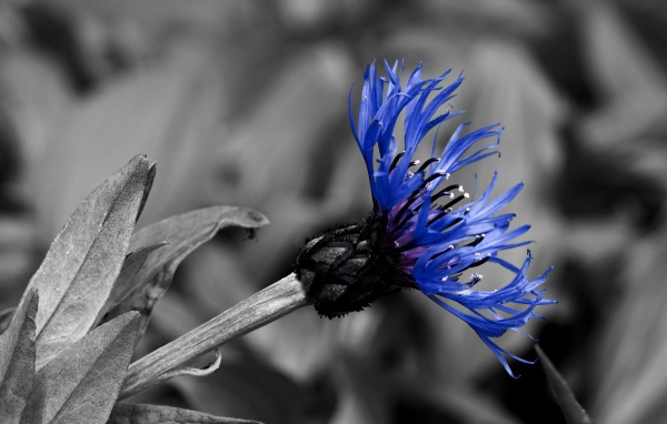 Красивый василек в саду