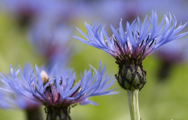 Красивый василек на дачном участке