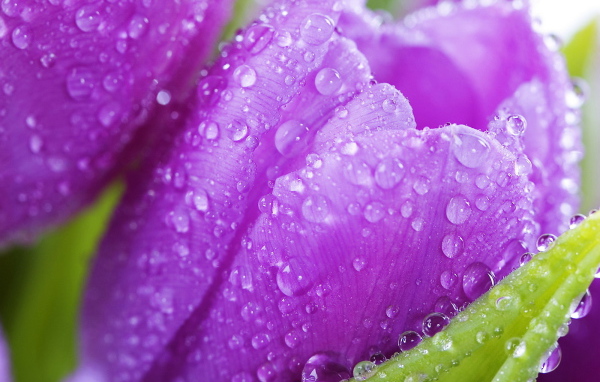 Красивые крокусы ранней весной