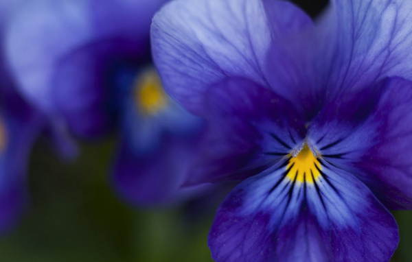 Красивые темно-синие анютины глазки