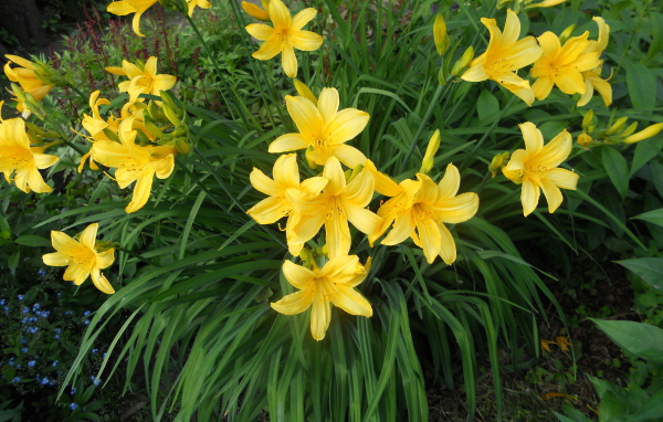 Красивый лилейник на дачном участке