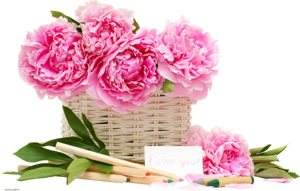 Красивый рисунок цветы пионы