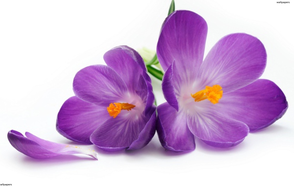 Красивый рисунок цветы шафран