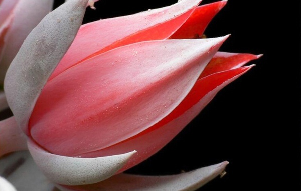 Красивая эхеверия (эчеверия) 