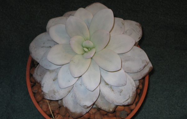 Красивая эхеверия (эчеверия) в саду