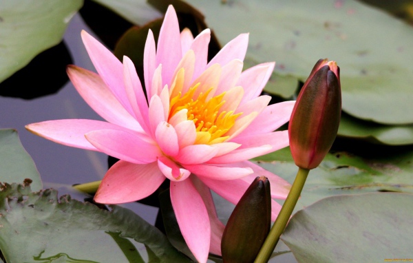 Красивый цветок нимфея на воде