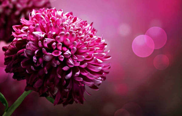 Красивый цветок астра