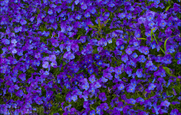 Расцвели красивые цветы анютины глазки