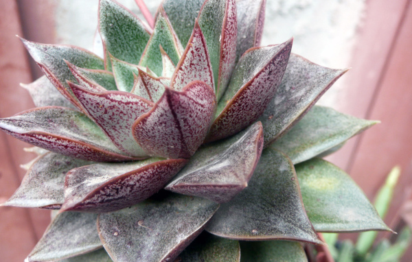 Красивый цветок эхеверия (эчеверия) в парке