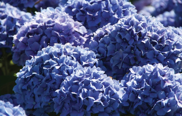 Красивый цветок гортензия