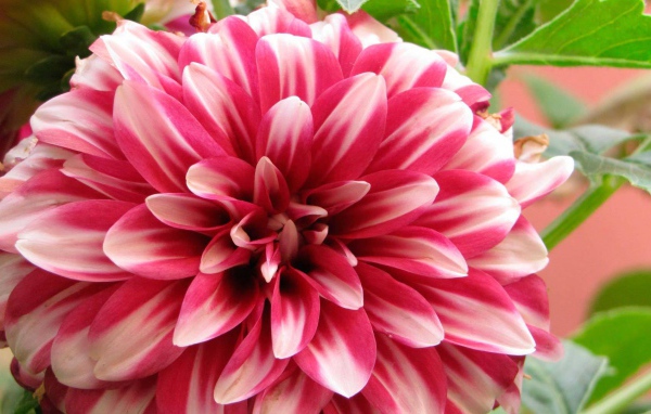 Красивый цветок астра в саду