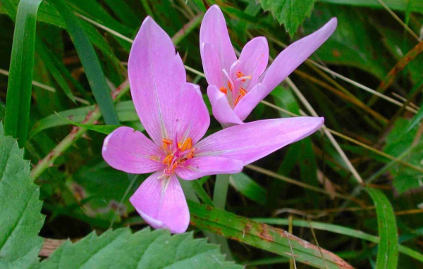 Прекрасный цветок шафран расцвел в саду