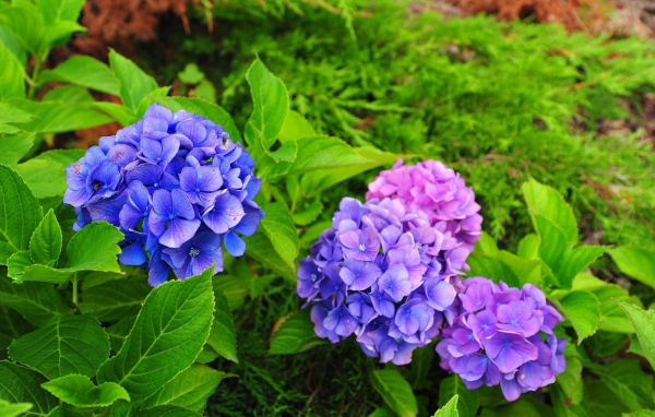 Красивый цветок гортензия в саду