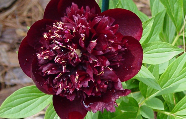 Красивый цветок пион в саду