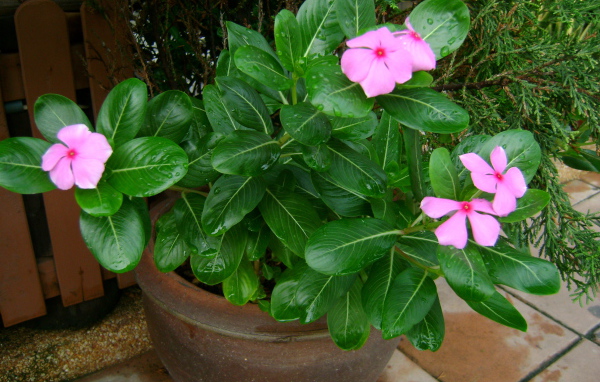 Красивый цветок барвинок в саду