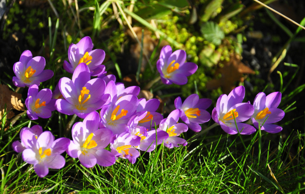 На солнце красивый цветок шафран