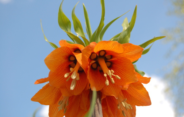 На поляне красивый цветок рябчик императорский