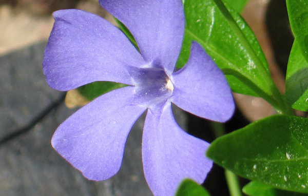 Красивый цветок барвинок на дачном участке