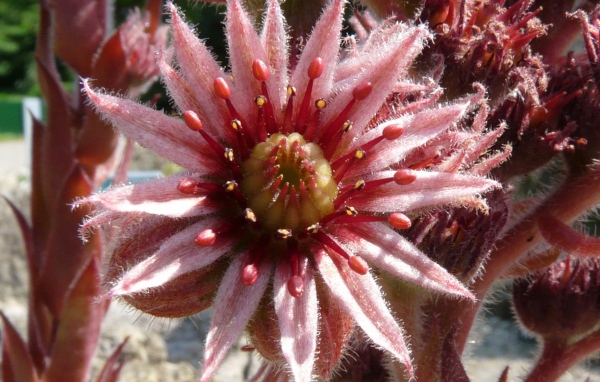 Красивый цветок молодило