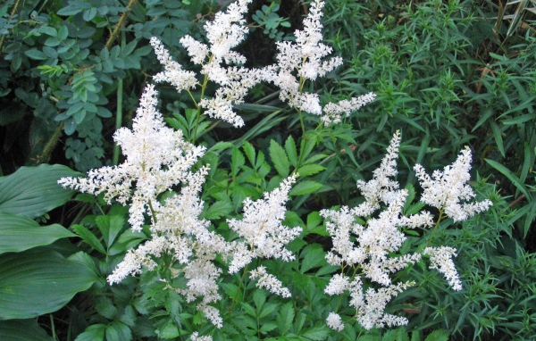 Красивые цветы астильба на клумбе в саду