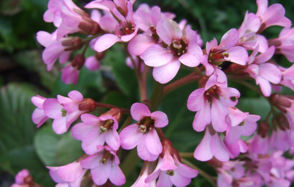 Красивые цветы бадан