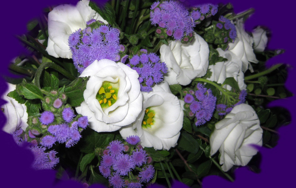 Красивые цветы эустома (ирландская роза) на клумбе в саду