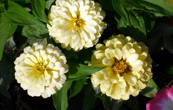 Красивые цветы цинния (циния) в саду