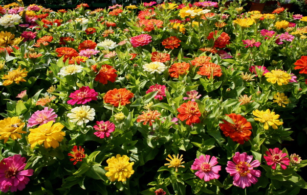 Красивые цветы цинния (циния) в парке