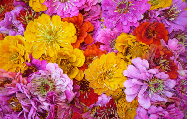 Красивые цветы цинния (циния) на поляне