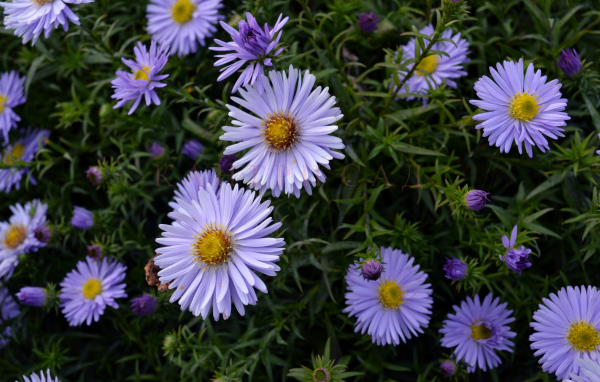 Красивые цветы астра в парке