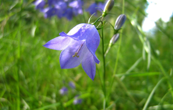 Красивые цветы колокольчик на поляне