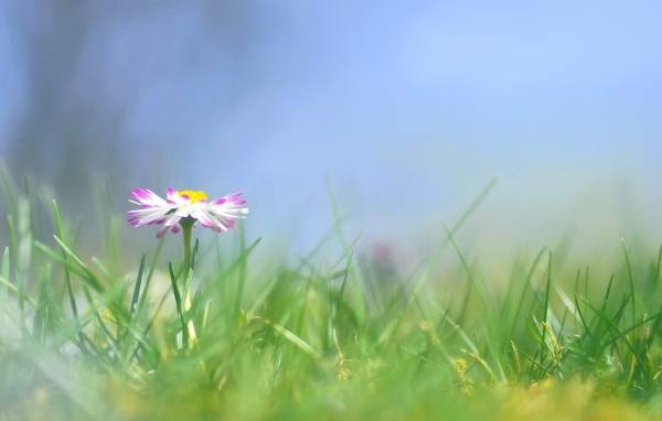 Прекрасные цветы маргаритки