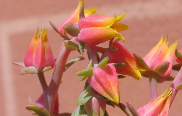 Красивые цветы эхеверия (эчеверия) на клумбе  в саду
