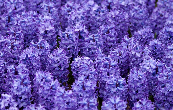 Красивые цветы гиацинты весной на поляне