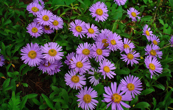 Красивые цветы астра на клумбе в саду