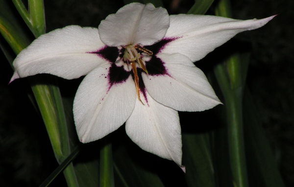 Красивые цветы ацидантера на клумбе в саду